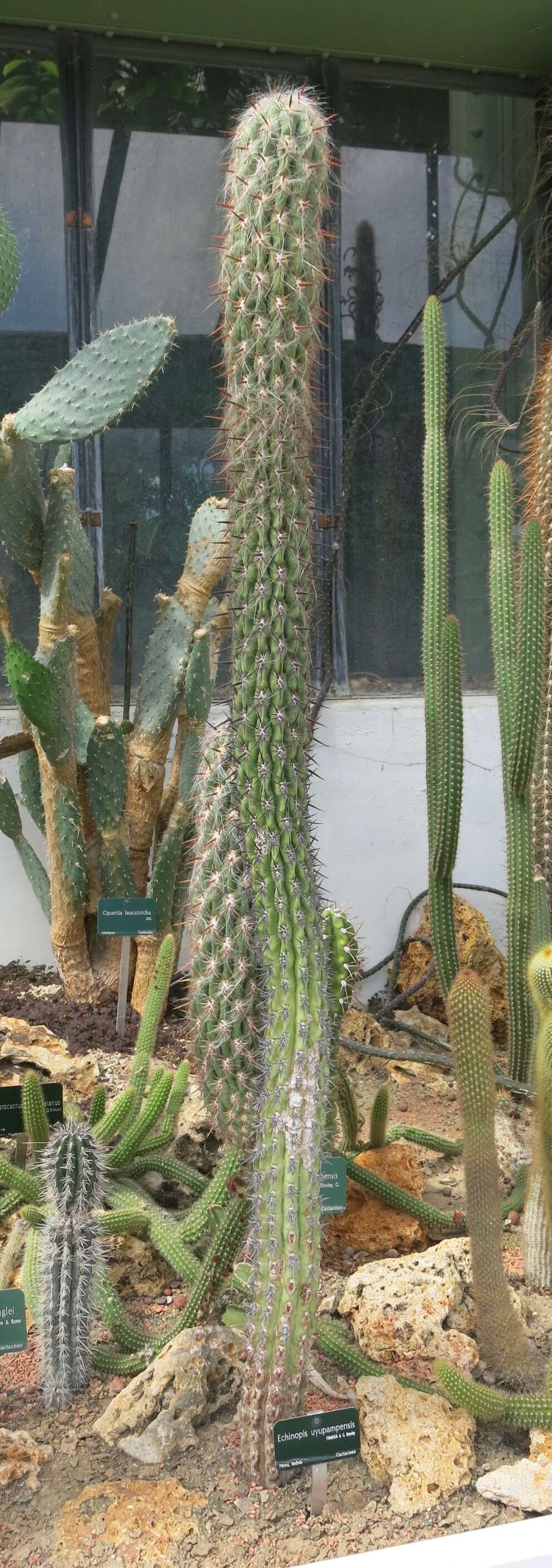 Image de Echinopsis pachanoi (Britton & Rose) H. Friedrich & G. D. Rowley