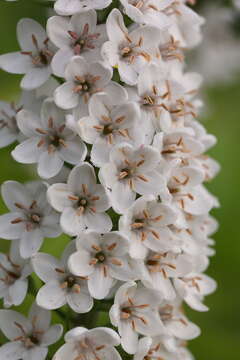 Image of gooseneck yellow loosestrife