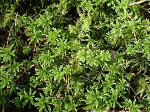 Image of leucolepis umbrella moss