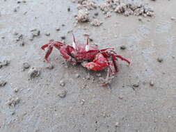 Image of red ghost crab