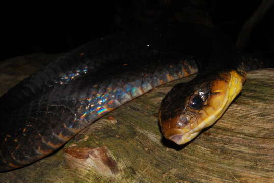 Image of Amazon False Fer-de-lance