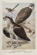 Image of ospreys