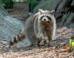 Image of raccoons