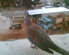 Image of Laughing Dove