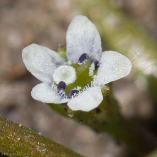 Limosella acaulis Sesse & Moc. resmi