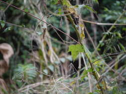 Hibiscus vitifolius L.的圖片