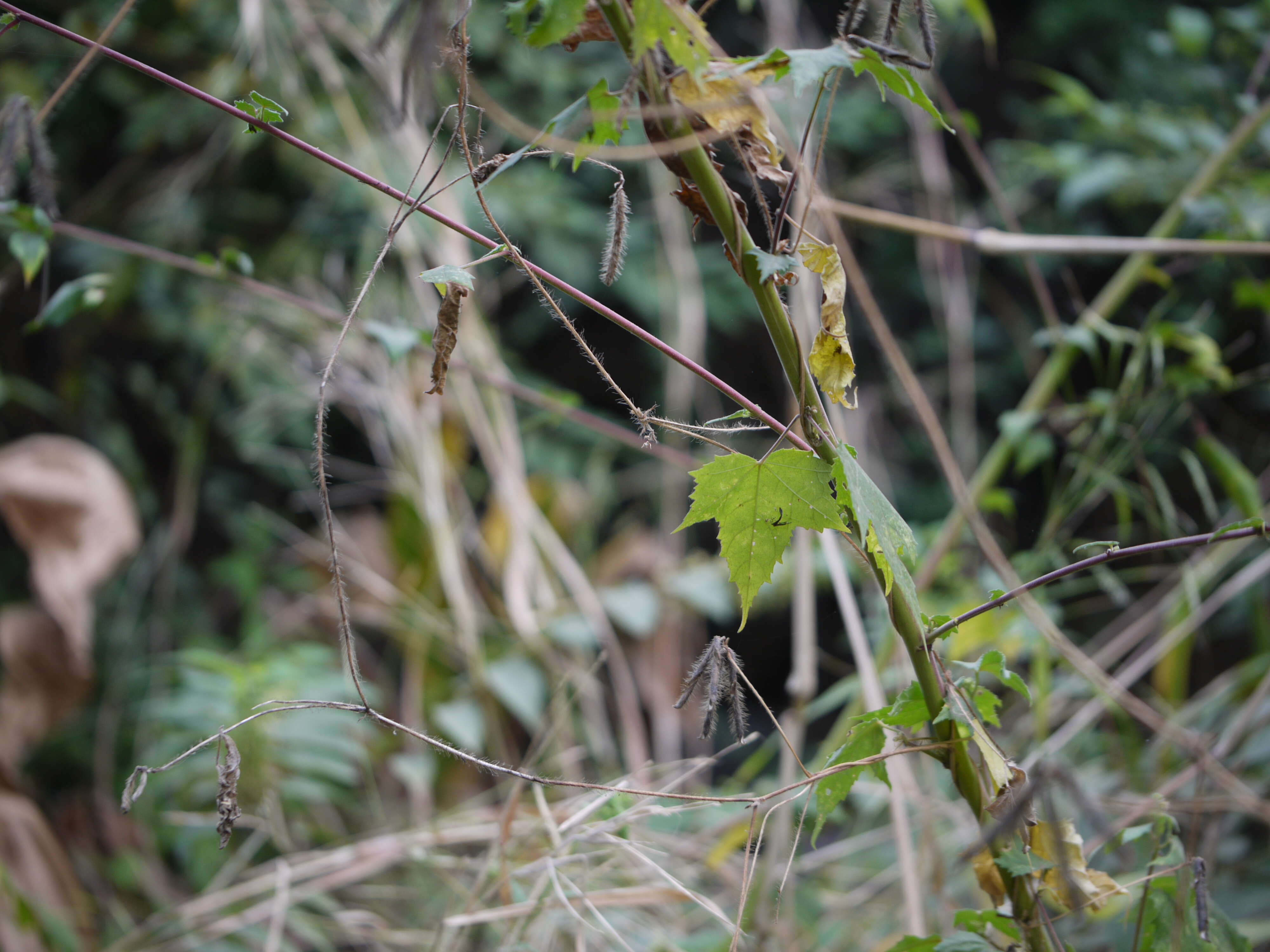 Hibiscus vitifolius L.的圖片