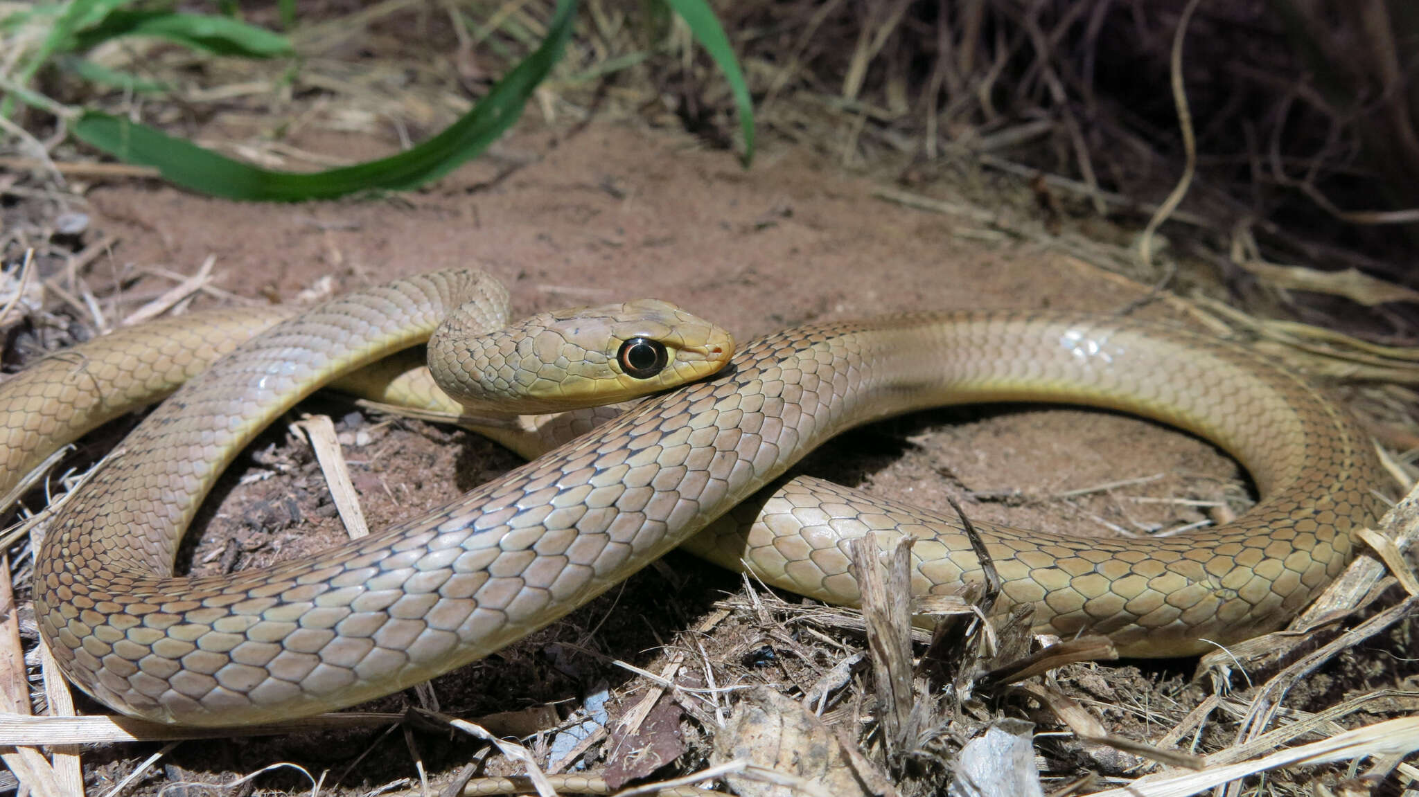 Psammophis brevirostris Peters 1881的圖片