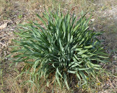 Imagem de Pancratium maritimum L.