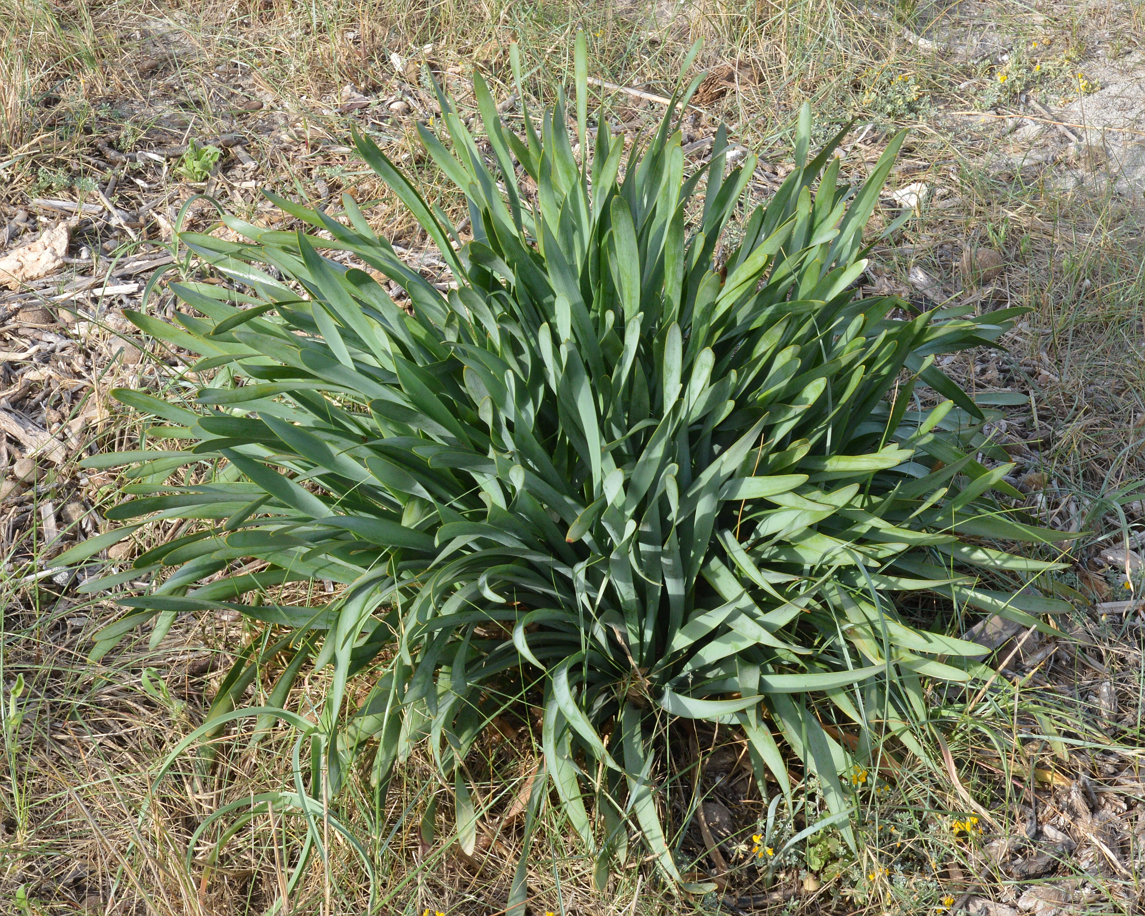 Imagem de Pancratium maritimum L.