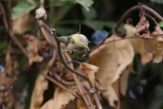 Image of Moonflower or moon vine