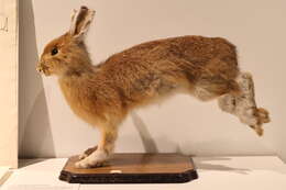 Image of snowshoe hare