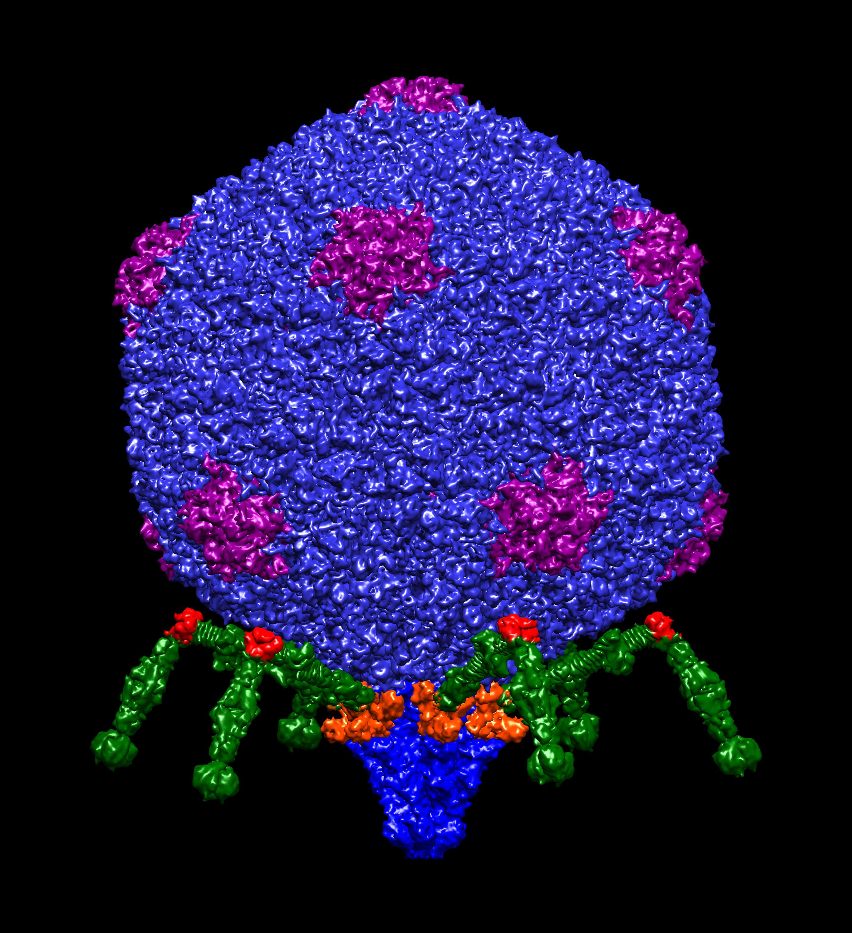 Image of Escherichia virus T7