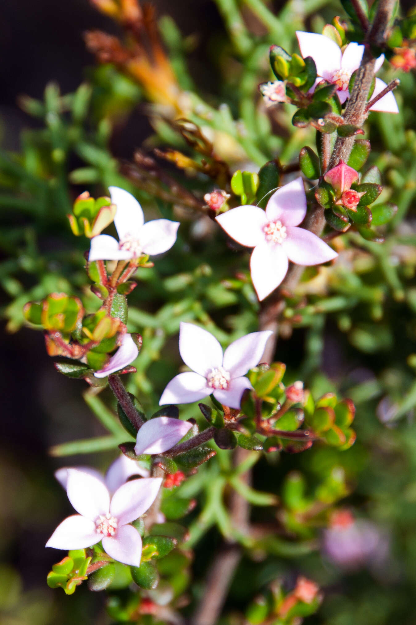 Image of island boronia