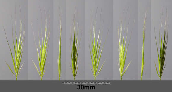 Image of compact brome