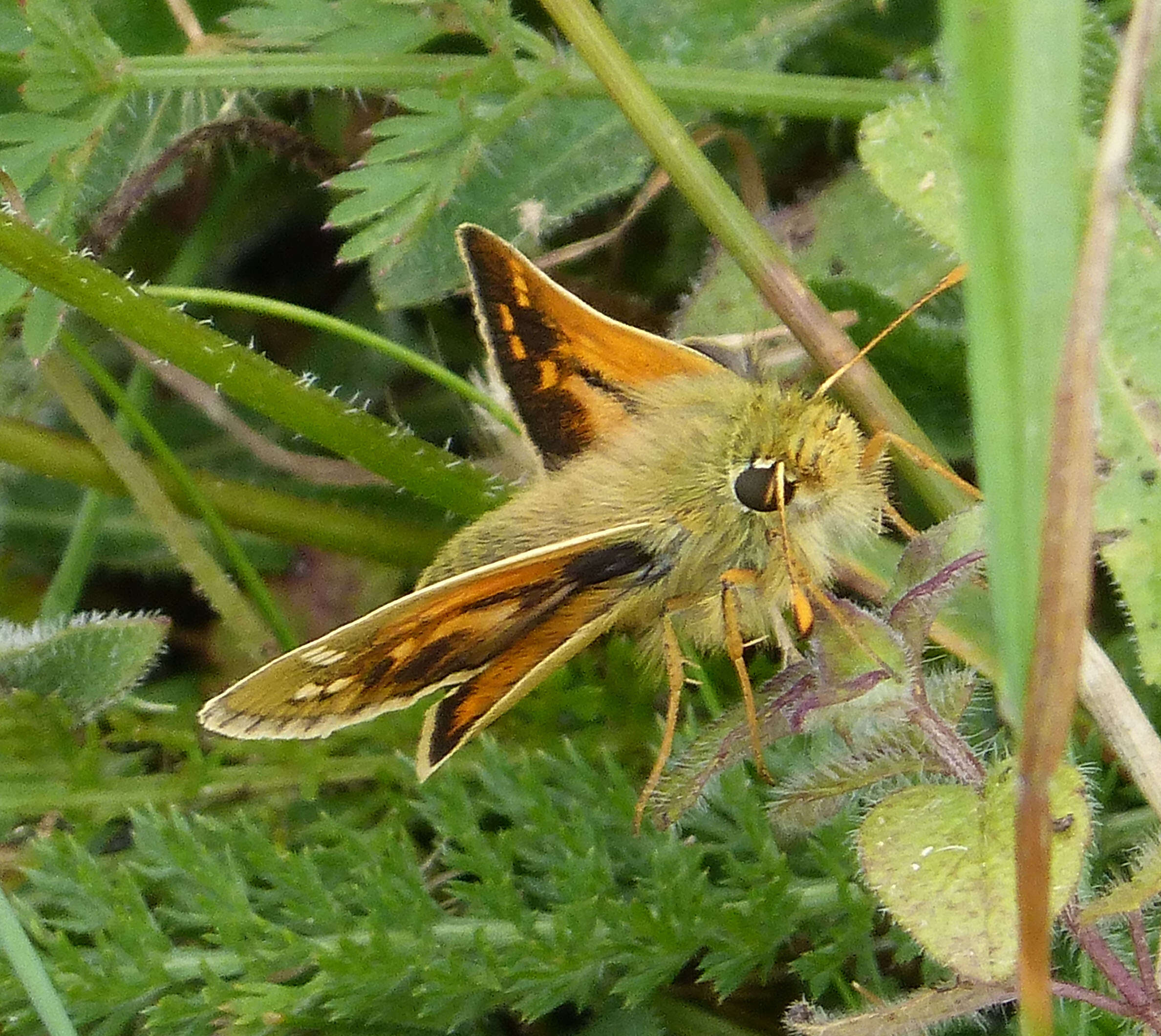 Image of Common Branded Skipper