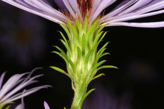 Image of Marsh American-Aster