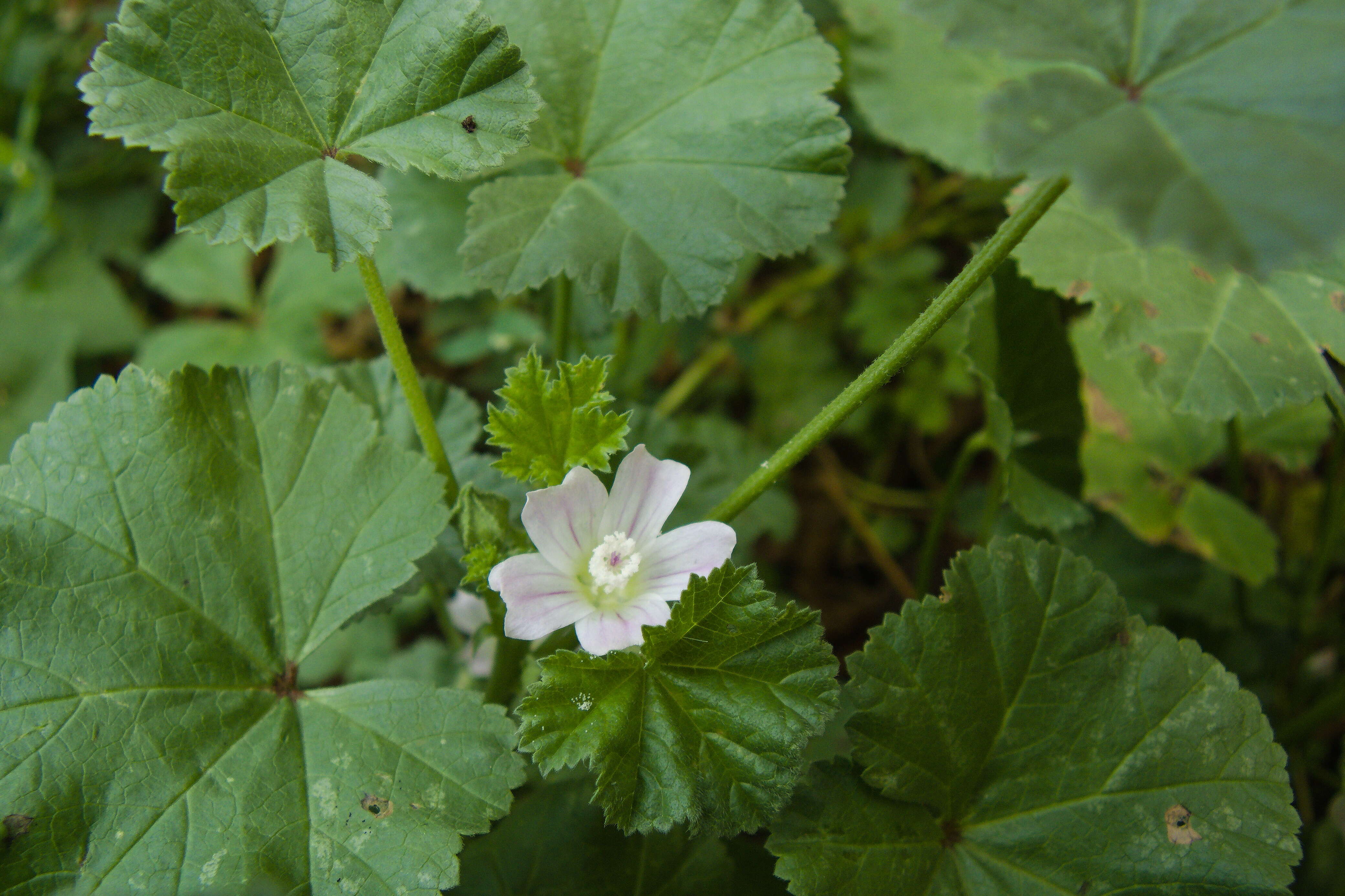 Image of common mallow