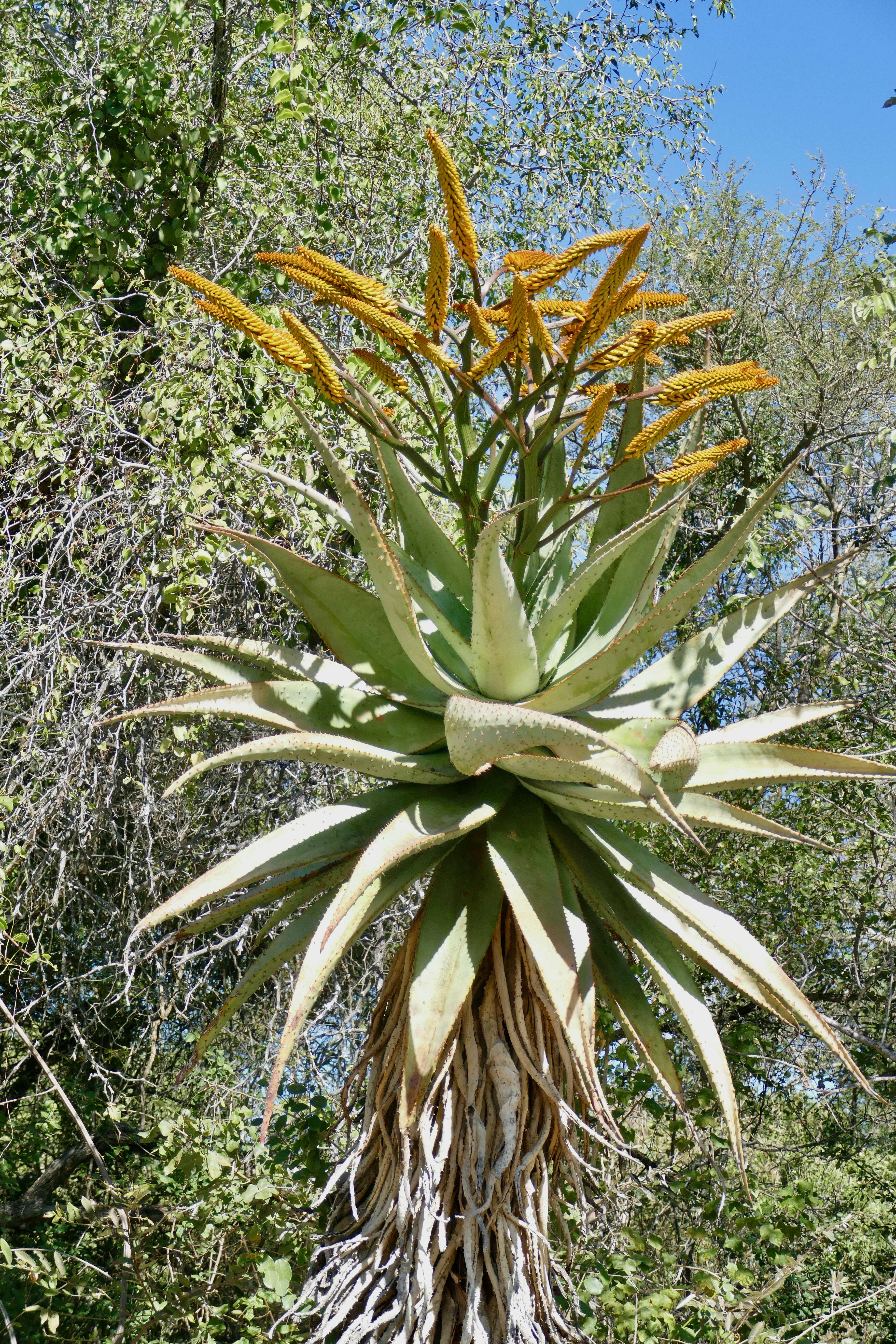 Image of Mountain aloe