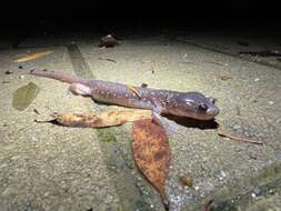 Image of Arboreal Salamander