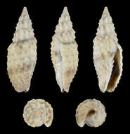 Image of Imbricaria verrucosa (Reeve 1845)