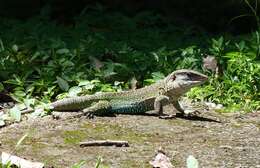 Image of Giant ameiva