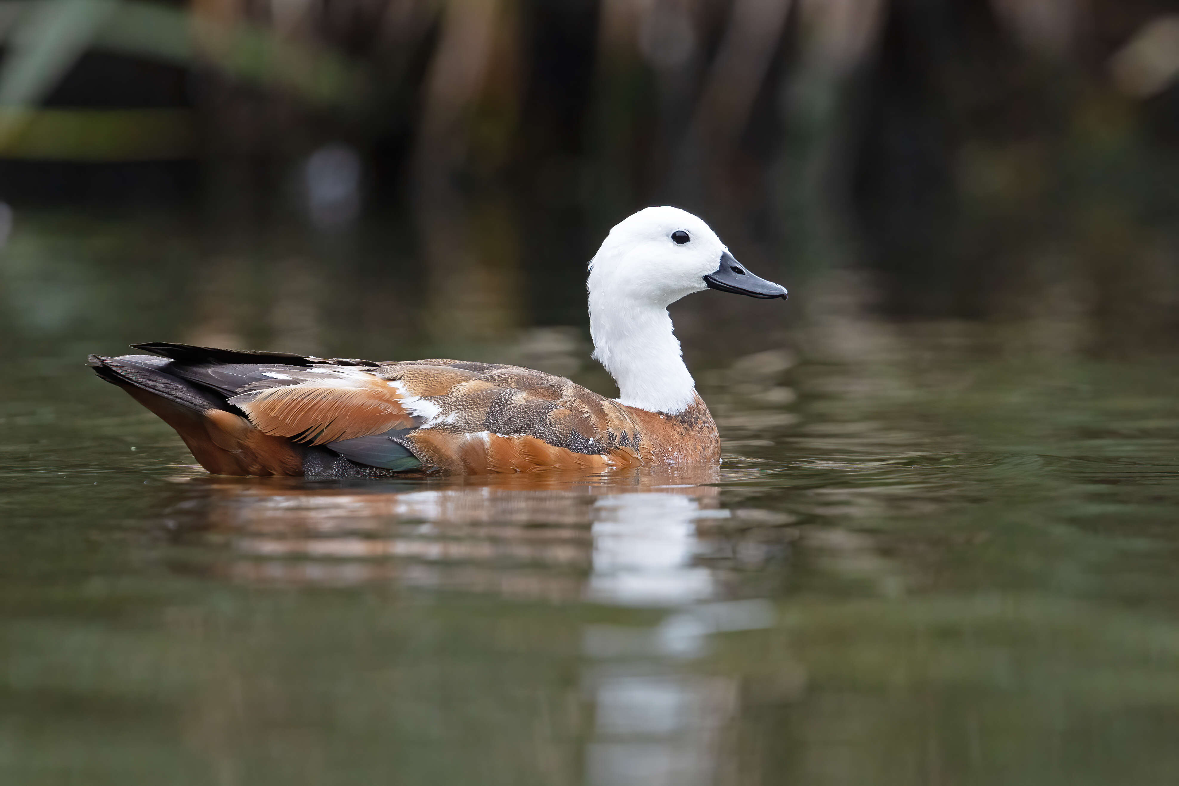 Image of Paradise Shelduck