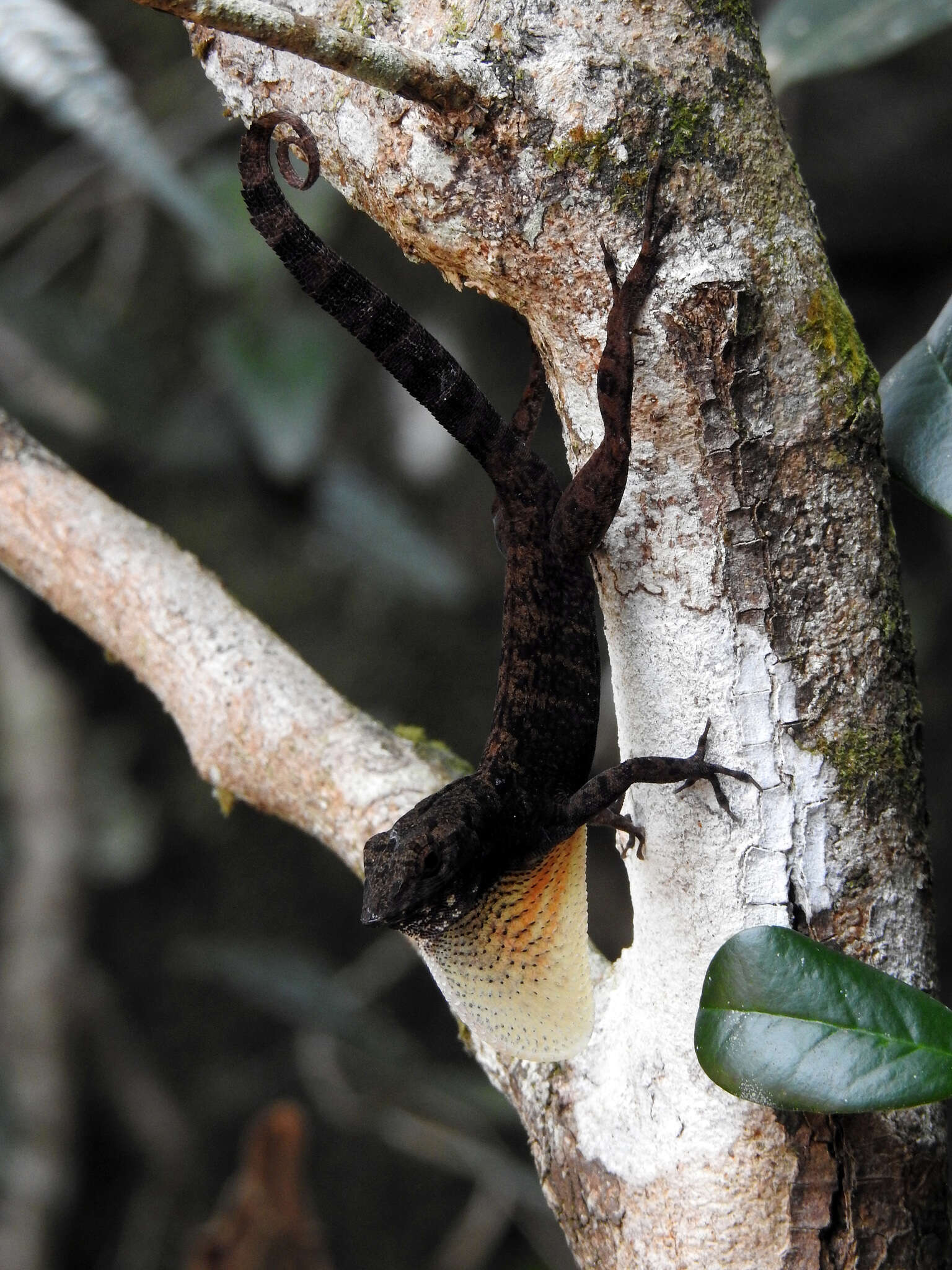 Image of Bueycito Anole