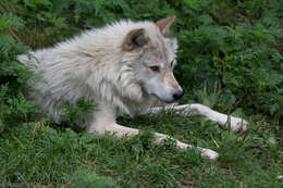 Image of gray wolf