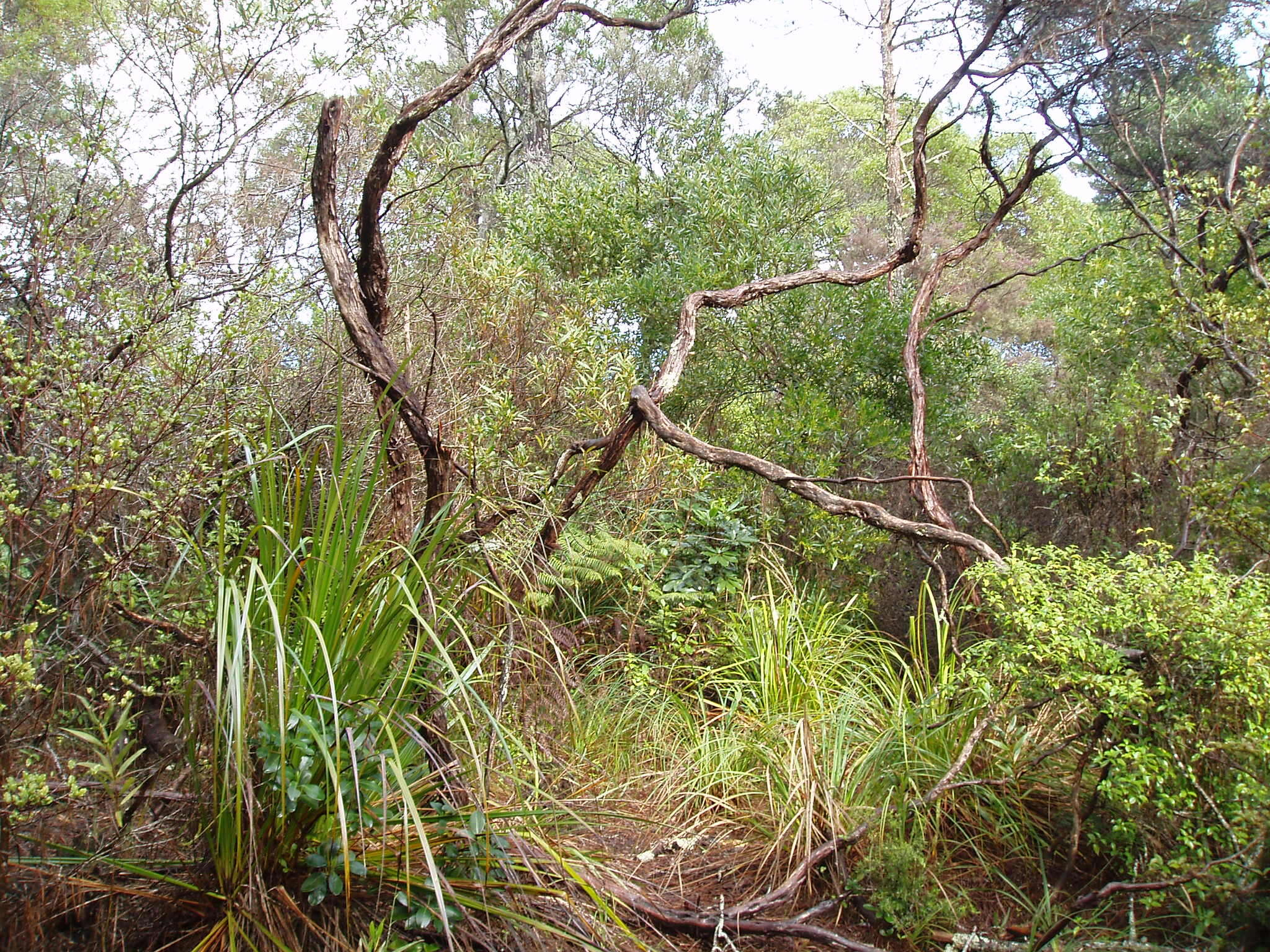 Image of Chinese windmill palm