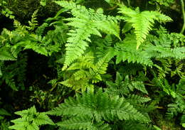 Image of black rabbitsfoot fern