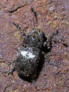 صورة Toxonotus cornutus