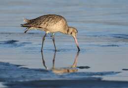 Image of Marbled Godwit