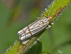 Imagem de Chrysocrambus linetella Fabricius 1781