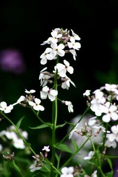 Imagem de Hesperis matronalis L.