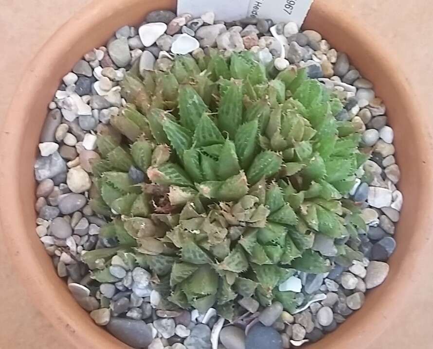 Слика од Haworthia turgida Haw.