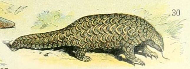 Image of Giant ground pangolin