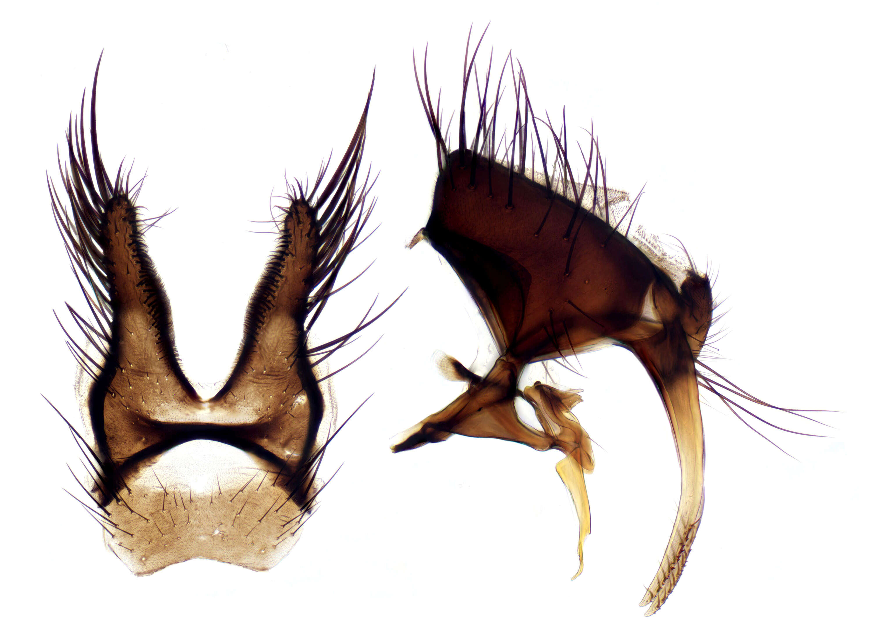 Image of root-maggot flies