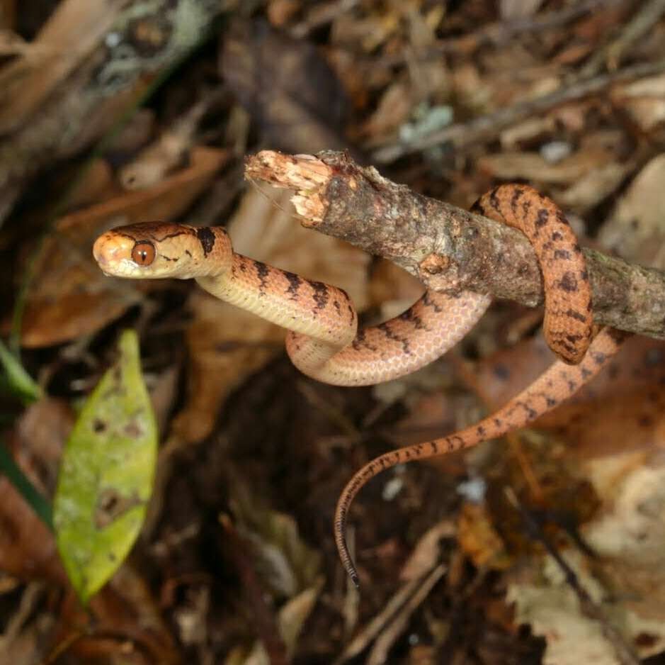 Image of Hampton's Slug Snake