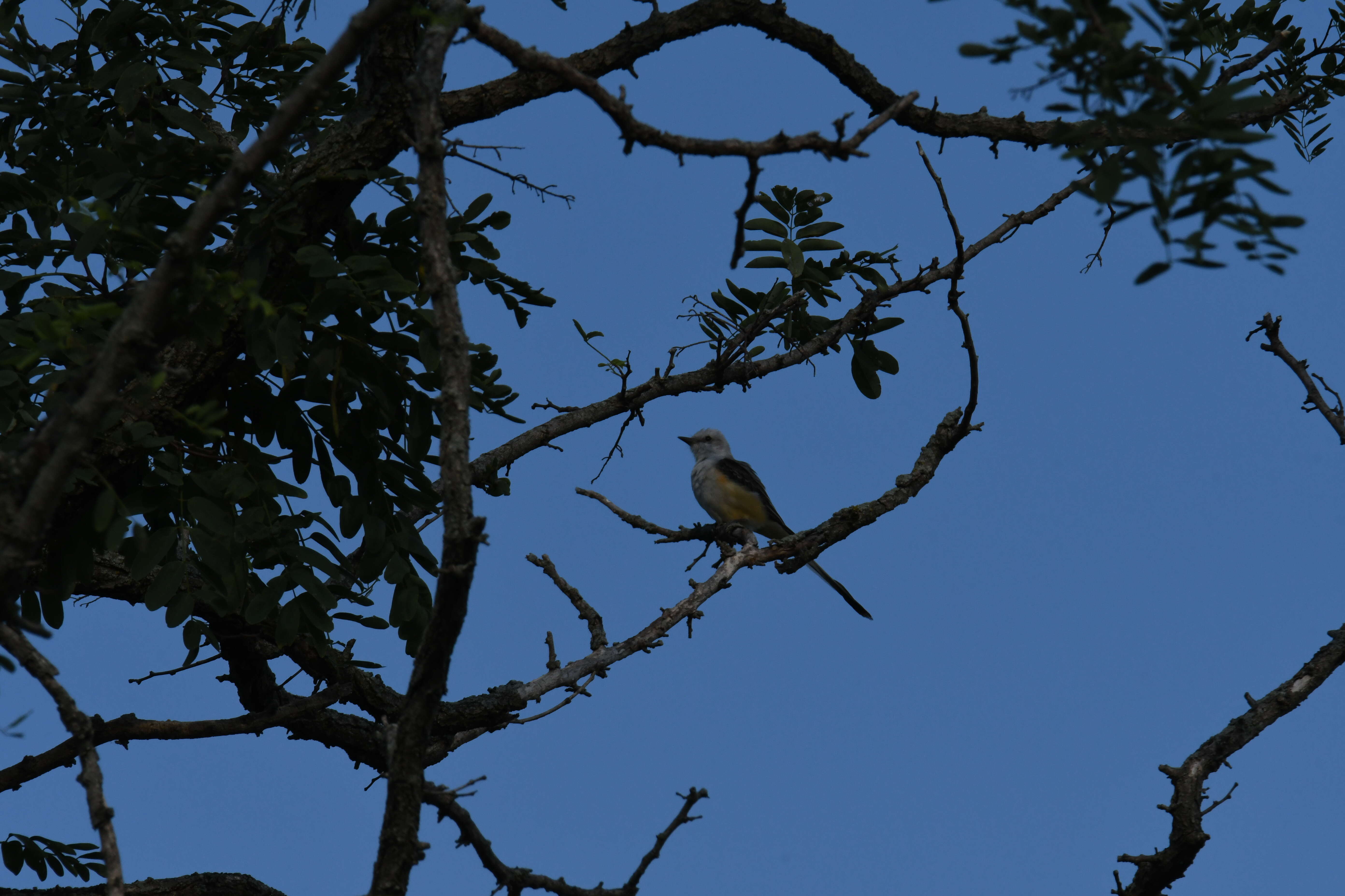 Image of Scissor-tailed Flycatcher