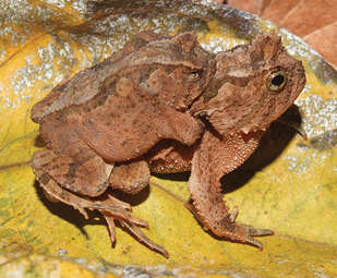 Image of Proceratophrys schirchi (Miranda-Ribeiro 1937)