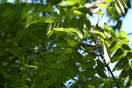 Image of Chestnut-sided Warbler