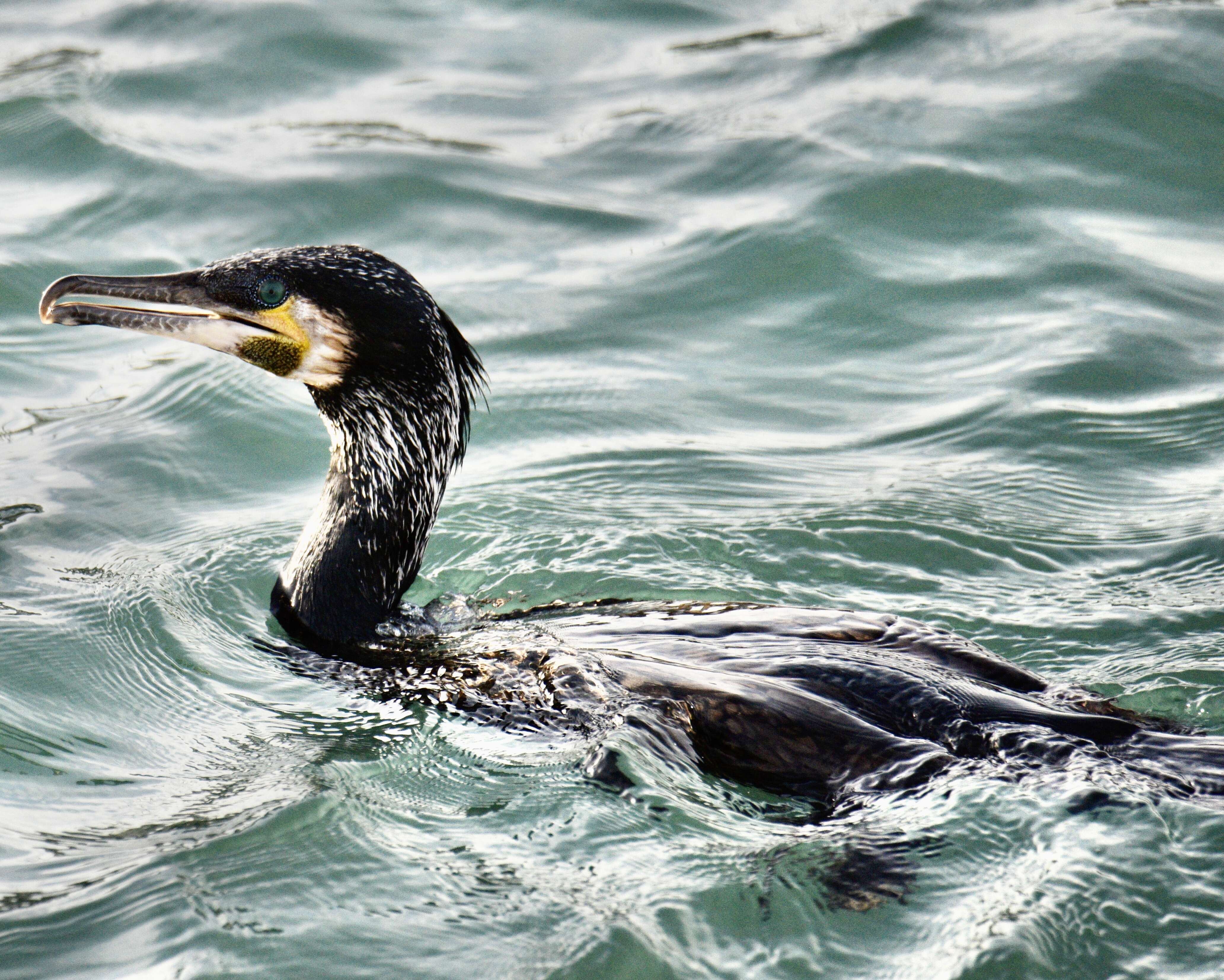 Image of Black Shag