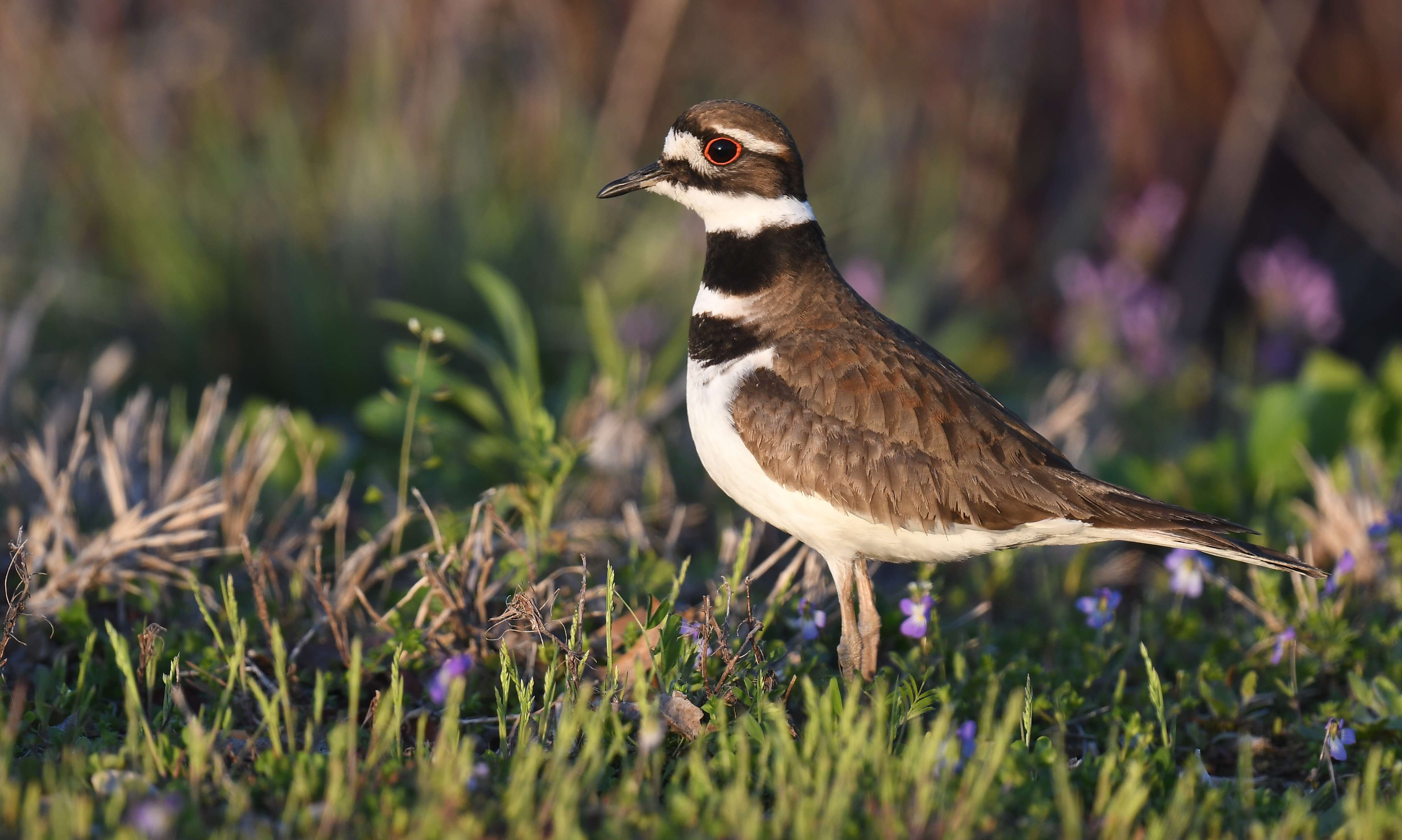 Image of Killdeer