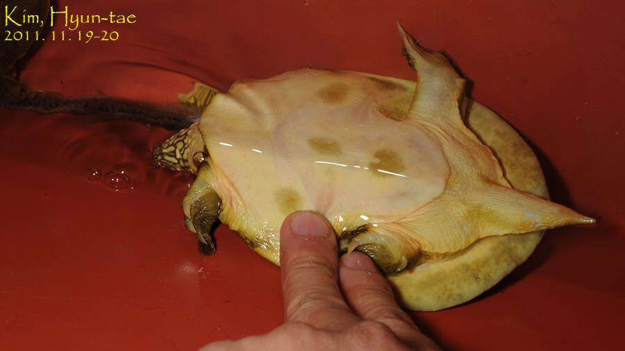 Image of Northern Chinese softshell turtle