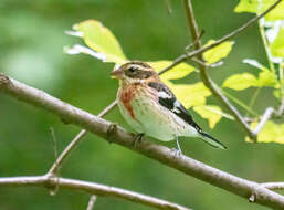 Image of Rose-breasted Grosbeak