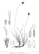 Image of Oreochloa