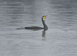 Image of Black Shag