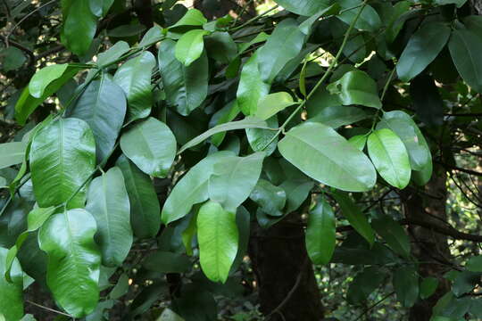 Image of Garcinia talbotii Raiz.