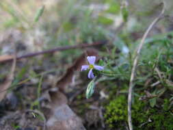 Image of Vittadinia muelleri N. T. Burbidge